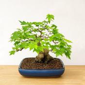 日本楓盆栽的價格推薦- 2025年11月| 比價比個夠BigGo