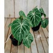 alocasia philodendron Alocasia Golden Dragon starter plant **(ALL plants require you to purc –  GoldenGreeneryCo