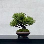 小品真柏盆栽的價格推薦- 2026年6月| 比價比個夠BigGo