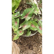 Anak Caladium bicolor red and green Live plant Spesies Keladi bicolor hijau dan merah pokok hiasan rumah