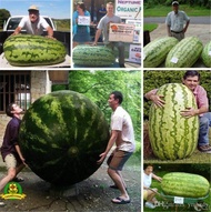 เมล็ดพันธุ์ แตงโมยักษ์ Giant Watermelon 20 เมล็ด ปลูกง่าย ปลูกได้ทั่วไทย