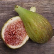 1 ต้น Figs ต้นมะเดื่อฝรั่ง พันธุ์ Longue d Aout จัดส่งพร้อมกระถาง 6 นิ้ว ลำต้นสูง 25-30 ซม