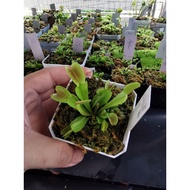 Giant Clone Dionaea Muscipula SL15 Venus Flytrap Carnivorous Plant