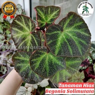 Tanaman Hias Begonia Sulimutata - Begonia Karpet Hijau