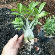 bibit tanaman bunga adenium bonggol besar bahan bonsai kamboja