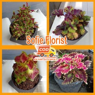 Sofie Florist02 - 1 paket 4 jenis miana, paket tanaman hias miana premium sudah ada akar