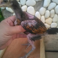 Anakan Ayam Aduan Supe Pukul Syaraf Trah PAMA Ninja BL indukan Import