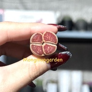 [Over 1.5cm] 1 Julii 'Kikushogyoku' double red thread lithop lotus