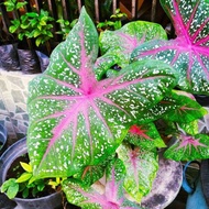 tanaman hias keladi red star / tanaman hias caladium red star