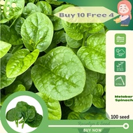 Biji Benih Melabar Spinach Ceylon Spinach Vegetable Seed 大叶木耳菜种子
