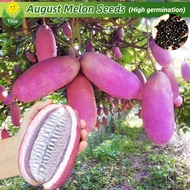 เม็ดพันธุ์ สิงหาคม เมล่อน บรรจุ 50 เมล็ด August Melon Fruit Seeds for Planting เมล็ดพันธุ์ผลไม้ ต้นผลไม้ เมล็ดบอนสี พันธุ์ผลไม้ เมล็ดผลไม้ ต้นไม้ประดับ บอนสี ต้นบอนสี บอนไซ บอนสีพันหายาก ต้นพันธุ์ผลไม้ ผลไม้อร่อยๆ ปลูกง่าย คุณภาพดี ราคาถูก ของแท้ 100%