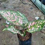 aglonema ruby pink tanaman aglaonema