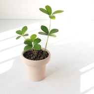 植栽 盆栽 l 幸運鐵樹  冰淇淋杯陶盆 太可愛四片葉  低光源也行