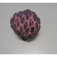 benih buah nona merah, buah besar