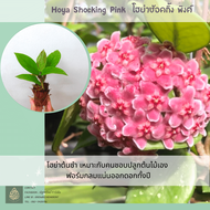 โฮย่าต้นชำดอกชมพู ฟอร์มกลม Hoya Carnosa Shocking Pink ไม้แขวนประดับ กลิ่นหอม ออกดอกทั้งปี
