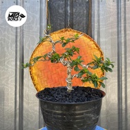 Pohon hokiantea lokal bonsai
