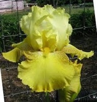 Iris   Germanica    德國鳶尾     Buckwheat    蕎麥