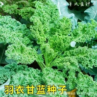 Crunchy Leaf Cabbage Seeds Black Cabbage Seeds Cabbage Seeds Crunchy Salad Cabbage Seeds Courtyard S