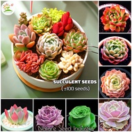 [Fast Delivery] Mixed Rare Succulent Seeds for Sale (100 seeds/pack) - Bonsai Seeds for Planting Flowers Potted