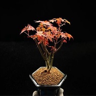 SG2110-日本出猩猩紅楓一手托/超靚紅葉🔥精品植物小盆栽禮物🔥