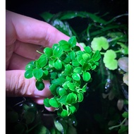 Anubias Bonsai