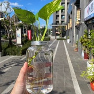 水耕黃金葛 水耕植物 京王本舖【京王子】