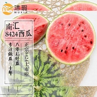 正宗上海南汇8424麒麟西瓜新鲜当季头茬瓜时令水果脆甜多汁大个礼盒装 4只装 每只7-9斤家庭共享装惊喜特惠价