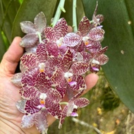 [ Species ] Phalaenopsis gigantea Orchid | Seedlings | 象耳蘭