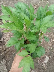 ต้นพันธุ์   จิงจูฉ่าย (White mugwort)   จิงจูฉ่าย