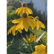 Rudbeckia Plant (Live Plant)