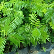 Pokok  Petai  hybrid