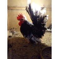 Spicy Chicken Eggs 1 Set Has 5 Eggs.