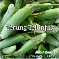 Biji Benih Terung Telunjuk 50 biji, Terung Ulam, Terung Pipit, Terung Asam, Terung Mini, Terung Panj