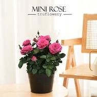 🌹Anak Pokok Bunga Ros/Rose Plant/Pokok Bunga Rose Hidup