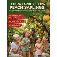【Quick Harvest In 3 Months】 Giant Golden Peach Tree Sapling Peach Tree/Sapling/Fruit Tree