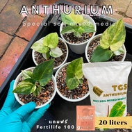 ดินพร้อมปลูกหน้าวัว Anthurium Special Mixed  ”ดินลูกวัว“ สูตรผสมพิเศษสำหรับกระถาง 2-3 นิ้ว ขนาด 20ลิตร