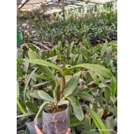 Anggrek Cattleya Hybrid Dewasa Siap Berbunga/Cattleya bunga besar