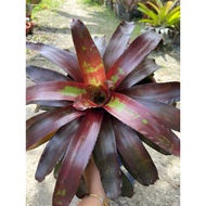 Pokok Bromeliad Raspberry Ripple