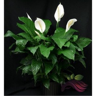 Spathiphyllum Peace lily plant [Indoor plant]