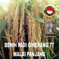 BENIH PADI CIHERANG 77 MALAI PANJANG BERKUALITAS UNGGUL KEMASAN 5 kg