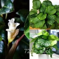 High quality seeds 【COD】10pcs Rare Calathea Seeds Air Freshening Plants Seeds #SW8