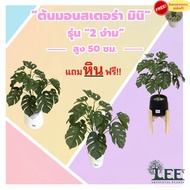 ( สินค้าใหม่ ) ต้นมอนสเตอร่า รุ่น "2 ง่าม มินิ" สูง 50 ซม.  ( ต้นไม้ปลอม ต้นไม้ประดิษฐ์ Leeartplants )