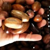 🔥🔥Buah Perah / Kelampai🔥🔥Fresh dari kebun🔥🔥Original Perah Pahang🔥🔥