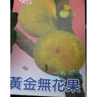 心栽花坊-黃金無花果/8吋/無花果/水果苗/售價360特價300