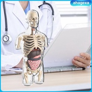 [Ahagexa] Human Body Model Kits Body Parts Organs for Preschool Teacher Supplies