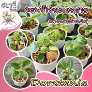 Dorstenia มะพร้าวทะเลทรายด่าง/ใบเงิน/ใบกลม/horwoodii hybrid กระบองเพชร ไม้อวบน้ำ succulent แคคตัส cactus euphorbia