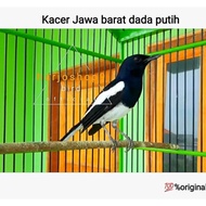 Best Seller Kacer Burung Kacer Jawa Barat Dada Putih