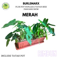 tanaman brekele burle marx - pot merah