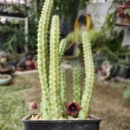 Huernia Schneideriana