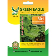 801 LOCAL GREEN ROUNDED LEAF AMARANTH